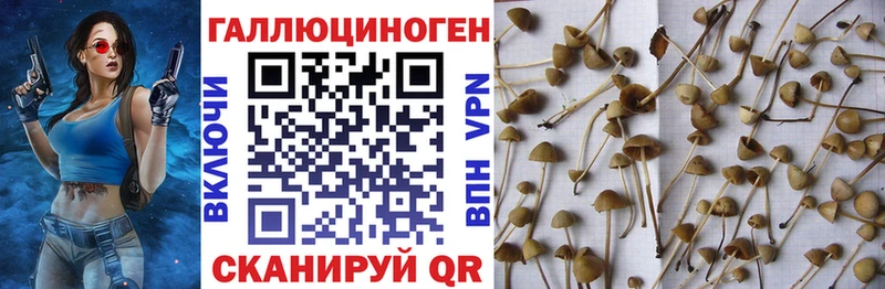 Галлюциногенные грибы Cubensis  Дмитриев 